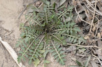 Rorippa palustris, photographed by Zinogre