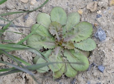 Crepidiastrum sonchifolium, photographed by Zinogre