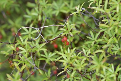 Leucopogon fasciculatus, photographed by Christopher Stephens