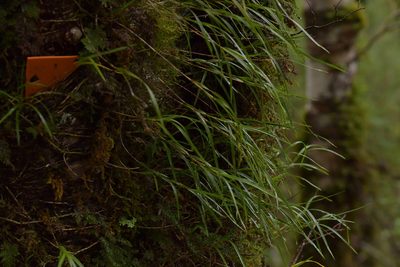 Earina mucronata, photographed by Christopher Stephens