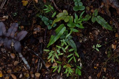 Luzuriaga parviflora, photographed by Christopher Stephens