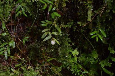 Luzuriaga parviflora, photographed by Christopher Stephens