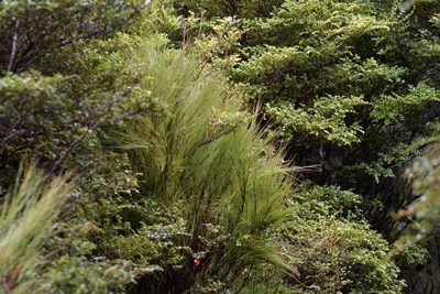 Dracophyllum filifolium, photographed by Christopher Stephens
