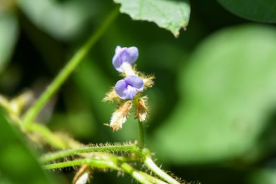 Calopogonium mucunoides, photographed by Trevor Van Loon