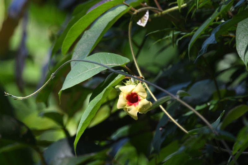 Mandevilla hirsuta, photographed by Trevor Van Loon