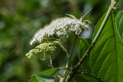 Callicarpa acuminata, photographed by Trevor Van Loon