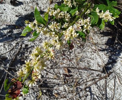 Dalbergia ecastaphyllum, photographed by Stan Shebs