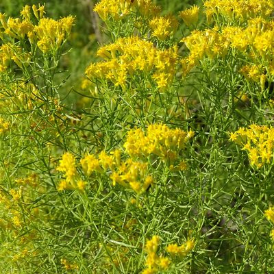 Euthamia caroliniana, photographed by Stan Shebs