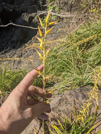 Pitcairnia halophila, photographed by Trevor Van Loon