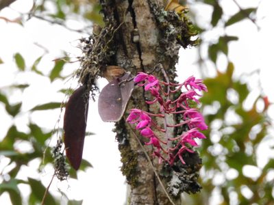 Comparettia falcata, photographed by Álvaro Rivas Godin