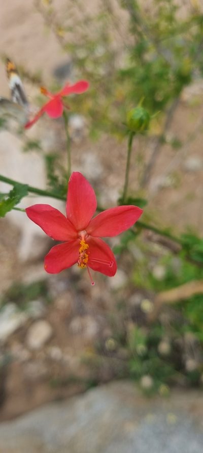 Hibiscus praeteritus, photographed by Nic Knott-Craig