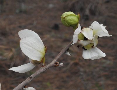 Asimina reticulata, photographed by Laura Gaudette