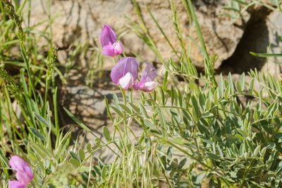 Lathyrus brachycalyx, photographed by Rolf Lawrenz