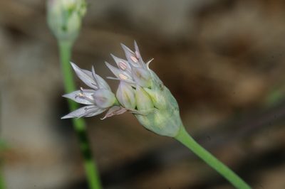 Allium bisceptrum, photographed by Rolf Lawrenz