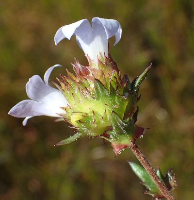 Prismatocarpus rogersii, photographed by Nicola van Berkel