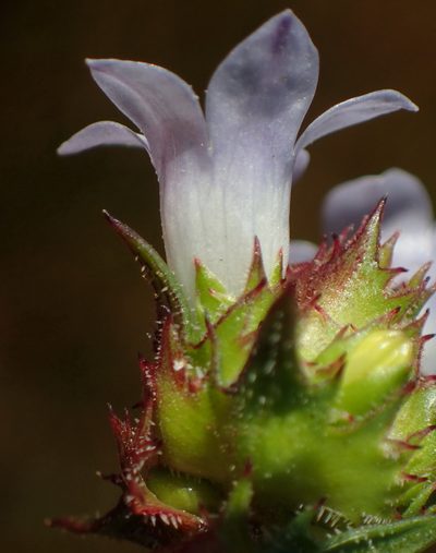 Prismatocarpus rogersii, photographed by Nicola van Berkel