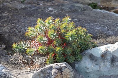Euphorbia jolkinii, photographed by Se Lena