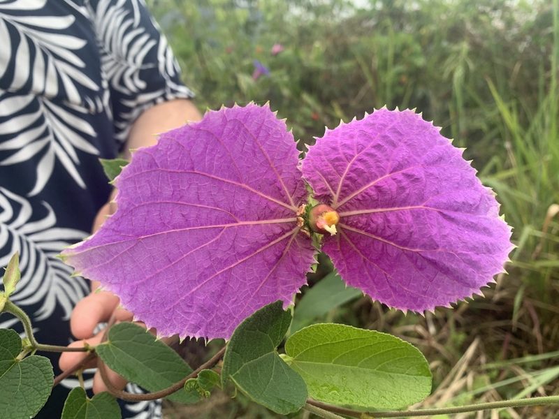 Dalechampia aristolochiifolia, photographed by Círculo de Investigación en Taxonomía, Florística y Ecología Vegetal