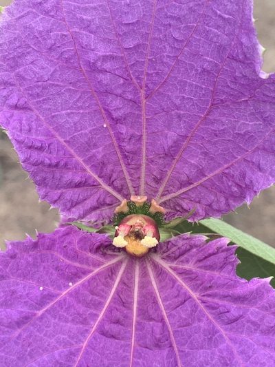 Dalechampia aristolochiifolia, photographed by Círculo de Investigación en Taxonomía, Florística y Ecología Vegetal
