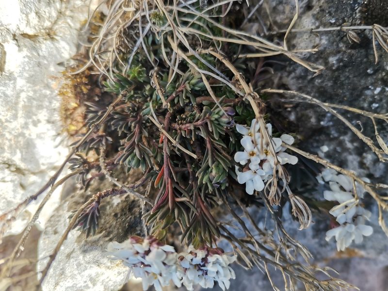 Iberis saxatilis, photographed by Roland Godon