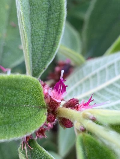 Miconia rubra, photographed by Círculo de Investigación en Taxonomía, Florística y Ecología Vegetal