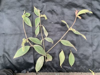 Miconia dependens, photographed by Círculo de Investigación en Taxonomía, Florística y Ecología Vegetal