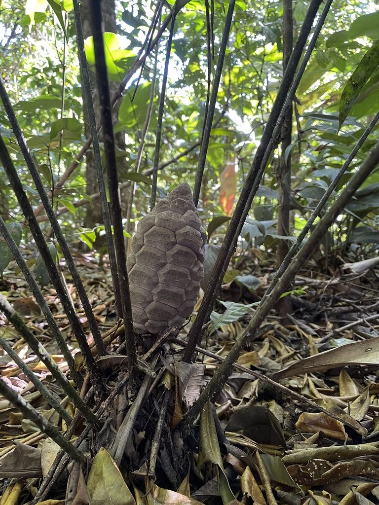 Zamia fairchildiana, photographed by David A. Rodríguez Arias