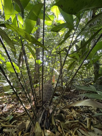 Zamia fairchildiana, photographed by David A. Rodríguez Arias