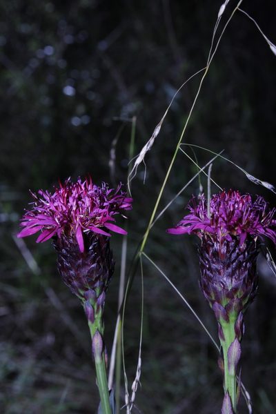 Acourtia wislizeni, photographed by Arturo Castro Castro