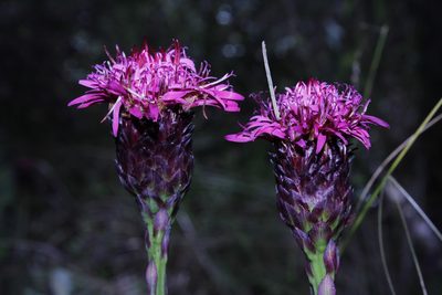 Acourtia wislizeni