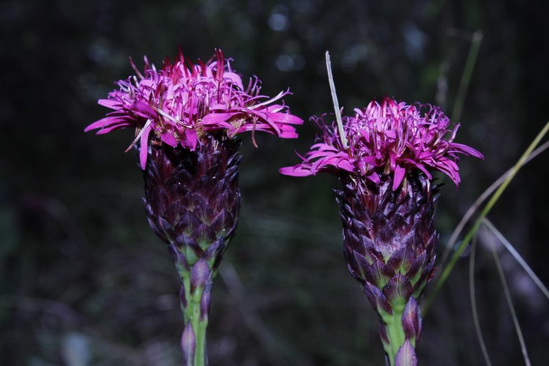 Acourtia wislizeni, photographed by Arturo Castro Castro