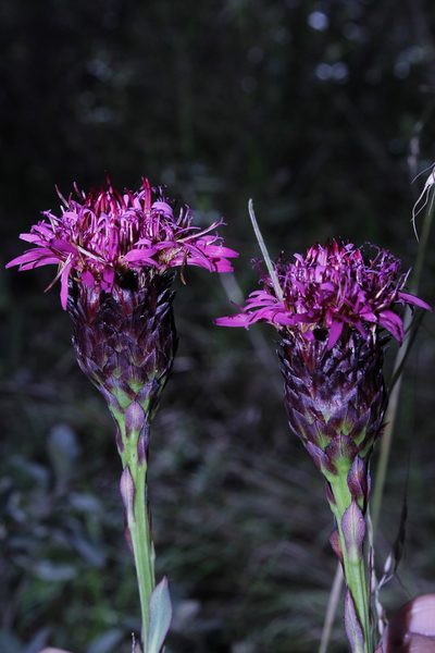 Acourtia wislizeni, photographed by Arturo Castro Castro
