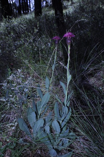 Acourtia wislizeni, photographed by Arturo Castro Castro