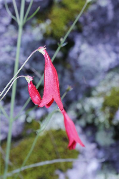 Penstemon wislizeni, photographed by Arturo Castro Castro