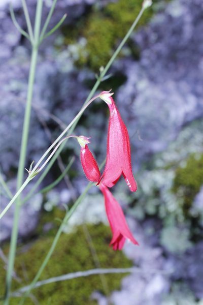 Penstemon wislizeni, photographed by Arturo Castro Castro