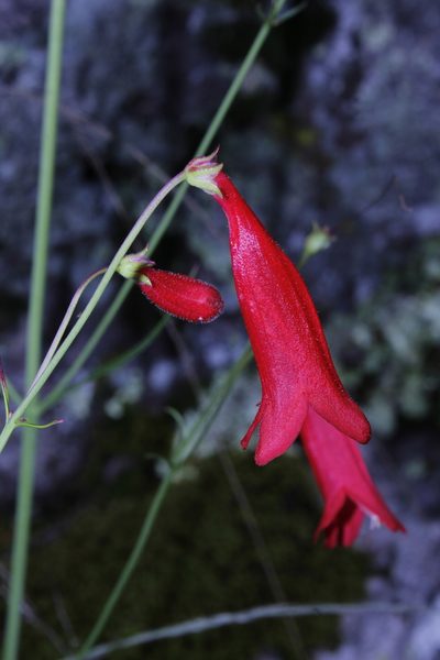 Penstemon wislizeni, photographed by Arturo Castro Castro