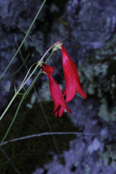 Penstemon wislizeni, photographed by Arturo Castro Castro