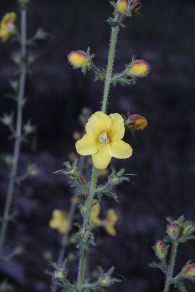 Seymeria bipinnatisecta, photographed by Arturo Castro Castro