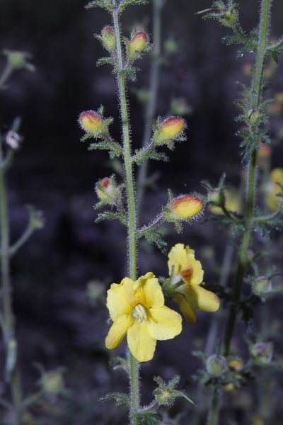 Seymeria bipinnatisecta, photographed by Arturo Castro Castro