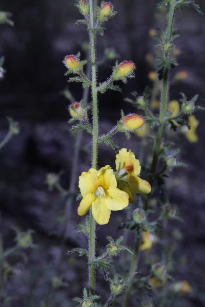 Seymeria bipinnatisecta, photographed by Arturo Castro Castro