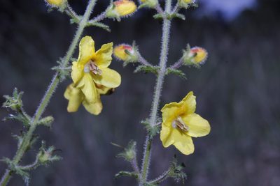 Seymeria bipinnatisecta, photographed by Arturo Castro Castro