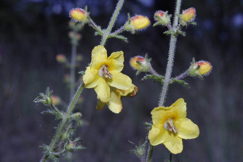 Seymeria bipinnatisecta, photographed by Arturo Castro Castro