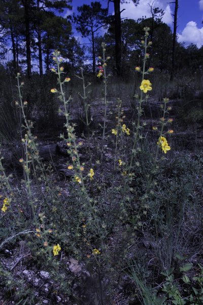 Seymeria bipinnatisecta, photographed by Arturo Castro Castro