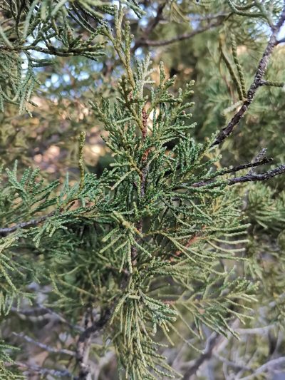 Juniperus thurifera, photographed by Roland Godon