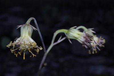 Senecio sessilifolius, photographed by Arturo Castro Castro