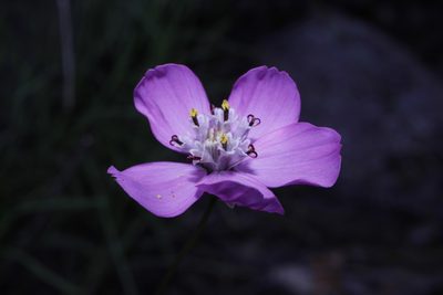 Cosmos ochroleucoflorus, photographed by Arturo Castro Castro