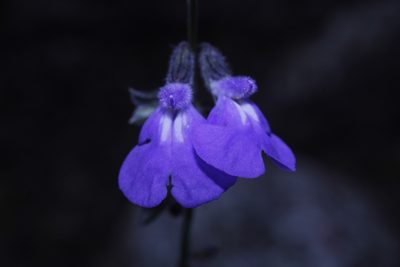 Salvia crucis, photographed by Arturo Castro Castro