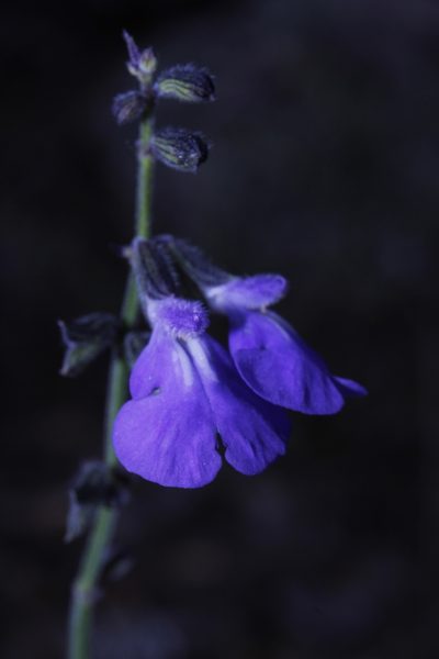 Salvia crucis, photographed by Arturo Castro Castro