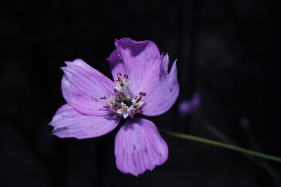 Cosmos ochroleucoflorus, photographed by Arturo Castro Castro