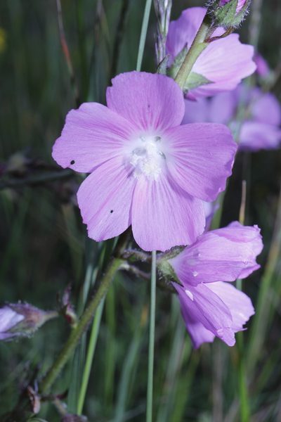 Sidalcea neomexicana, photographed by Arturo Castro Castro